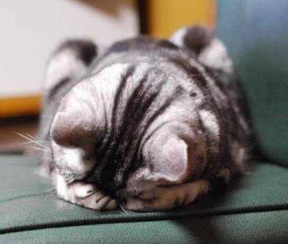 動物が喋ってそうなこと