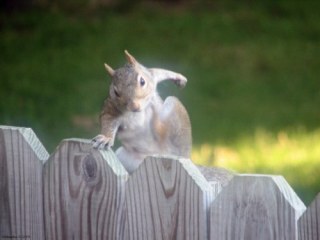 動物が喋ってそうなこと