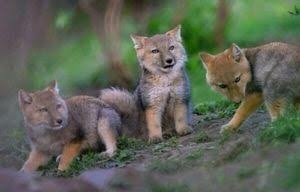 動物が喋ってそうなこと