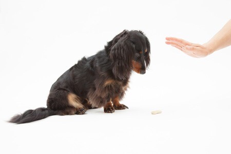 動物が喋ってそうなこと