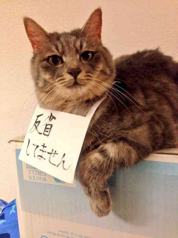 動物が喋ってそうなこと