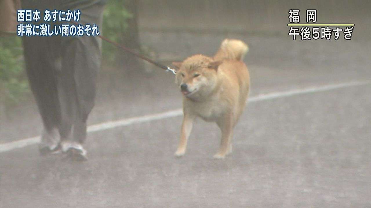 動物が喋ってそうなこと