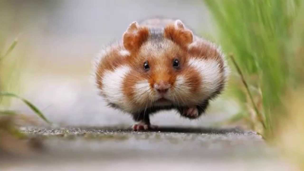動物が喋ってそうなこと