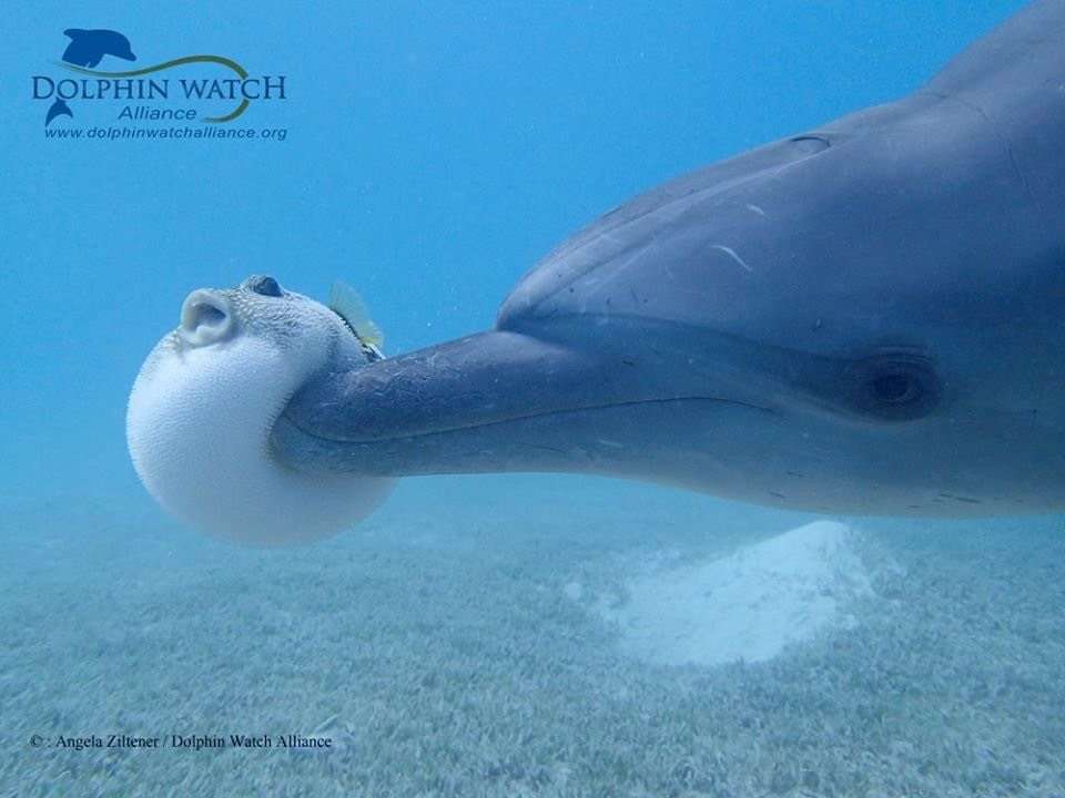 動物が喋ってそうなこと