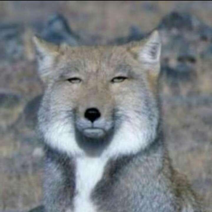 動物が喋ってそうなこと