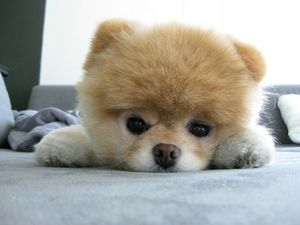 動物が喋ってそうなこと