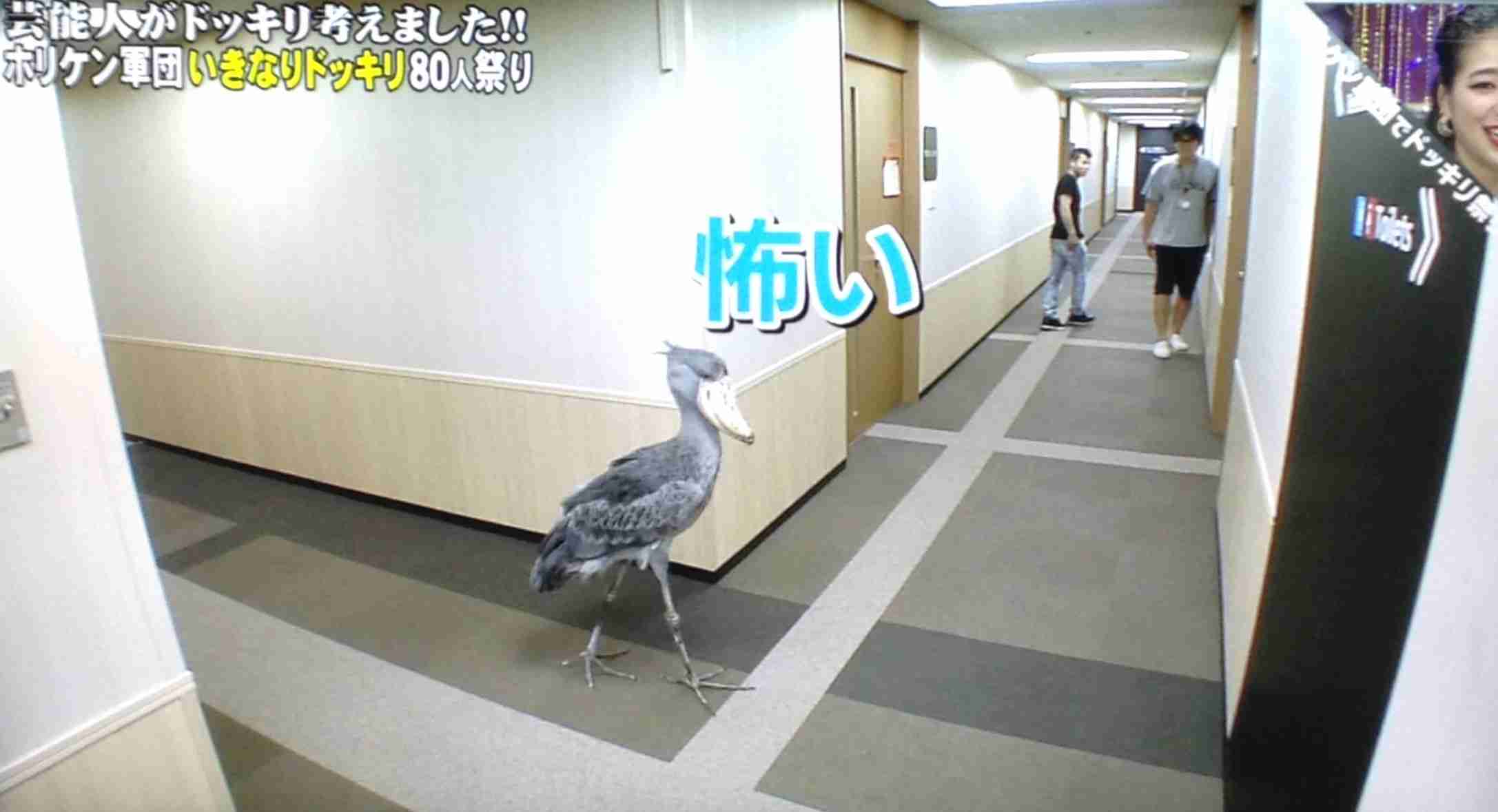 動物が喋ってそうなこと