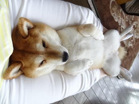【画像】仰向けの猫・犬