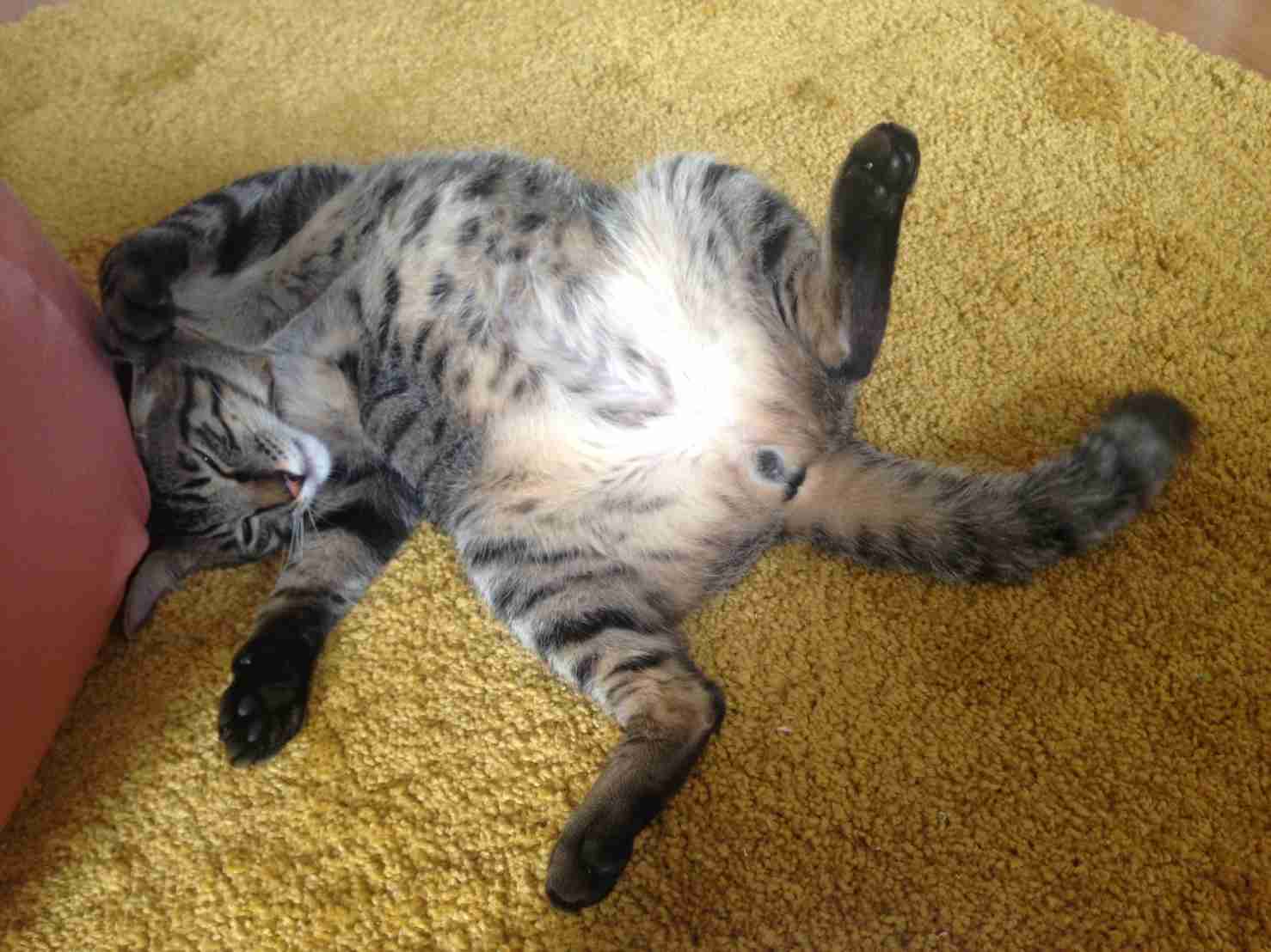 【画像】仰向けの猫・犬