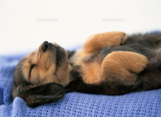 【画像】仰向けの猫・犬
