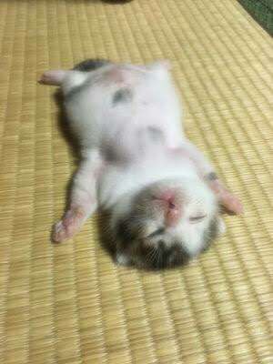 【画像】仰向けの猫・犬