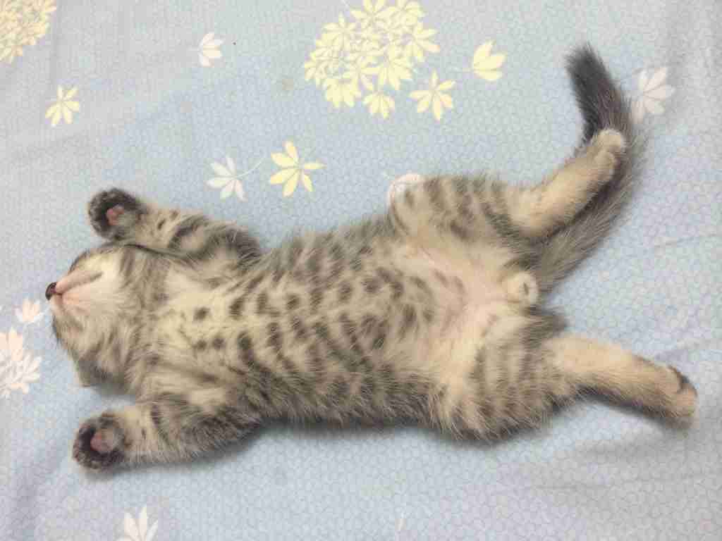 【画像】仰向けの猫・犬