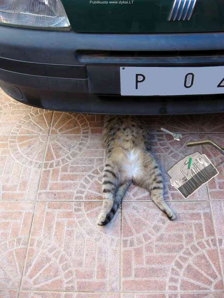 【画像】仰向けの猫・犬