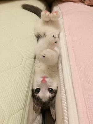【画像】仰向けの猫・犬