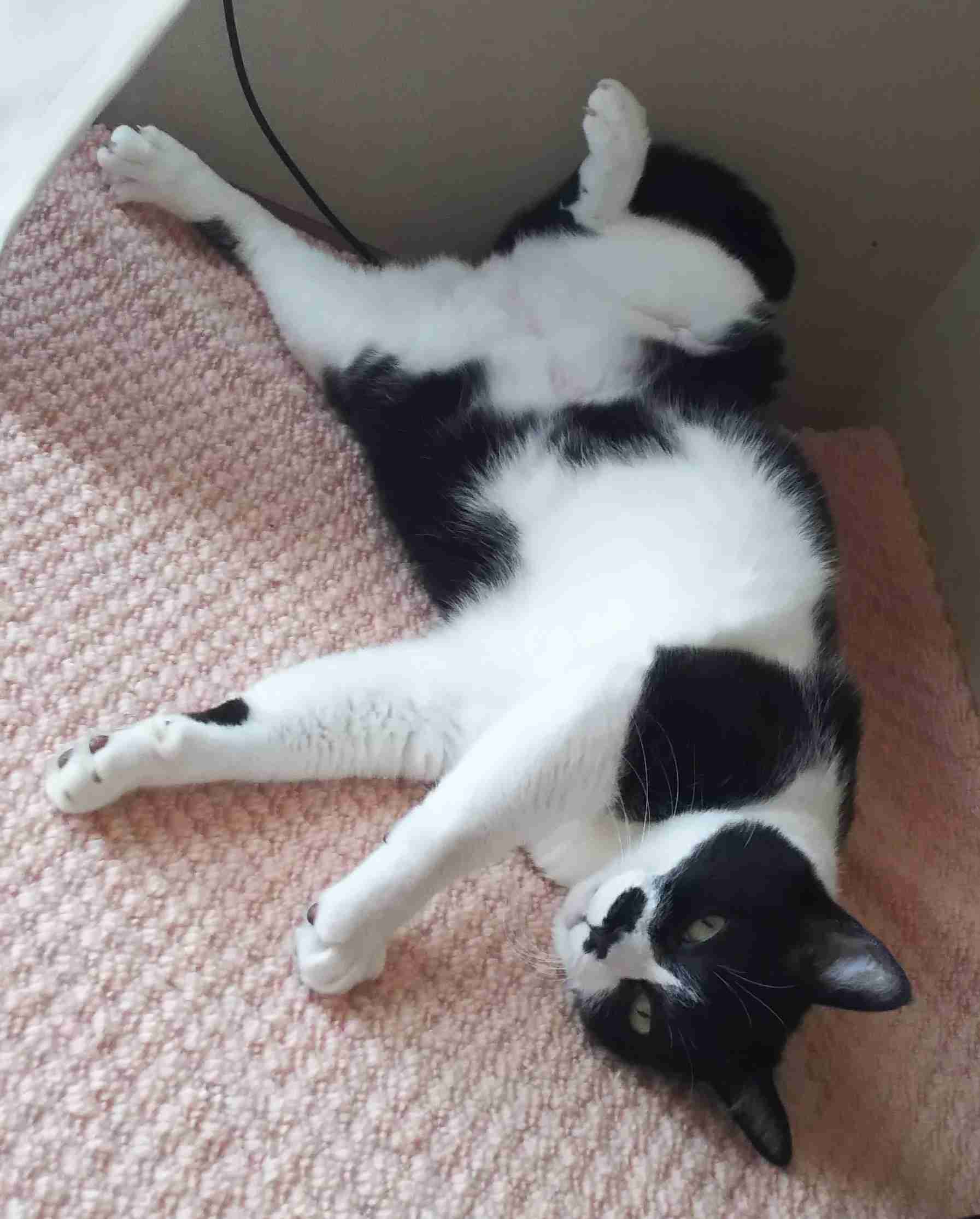 【画像】仰向けの猫・犬