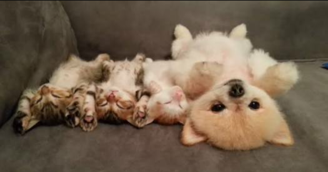 【画像】仰向けの猫・犬