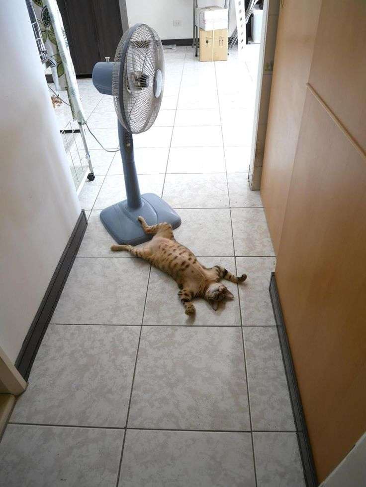 【画像】仰向けの猫・犬