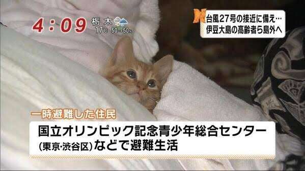 【画像】仰向けの猫・犬