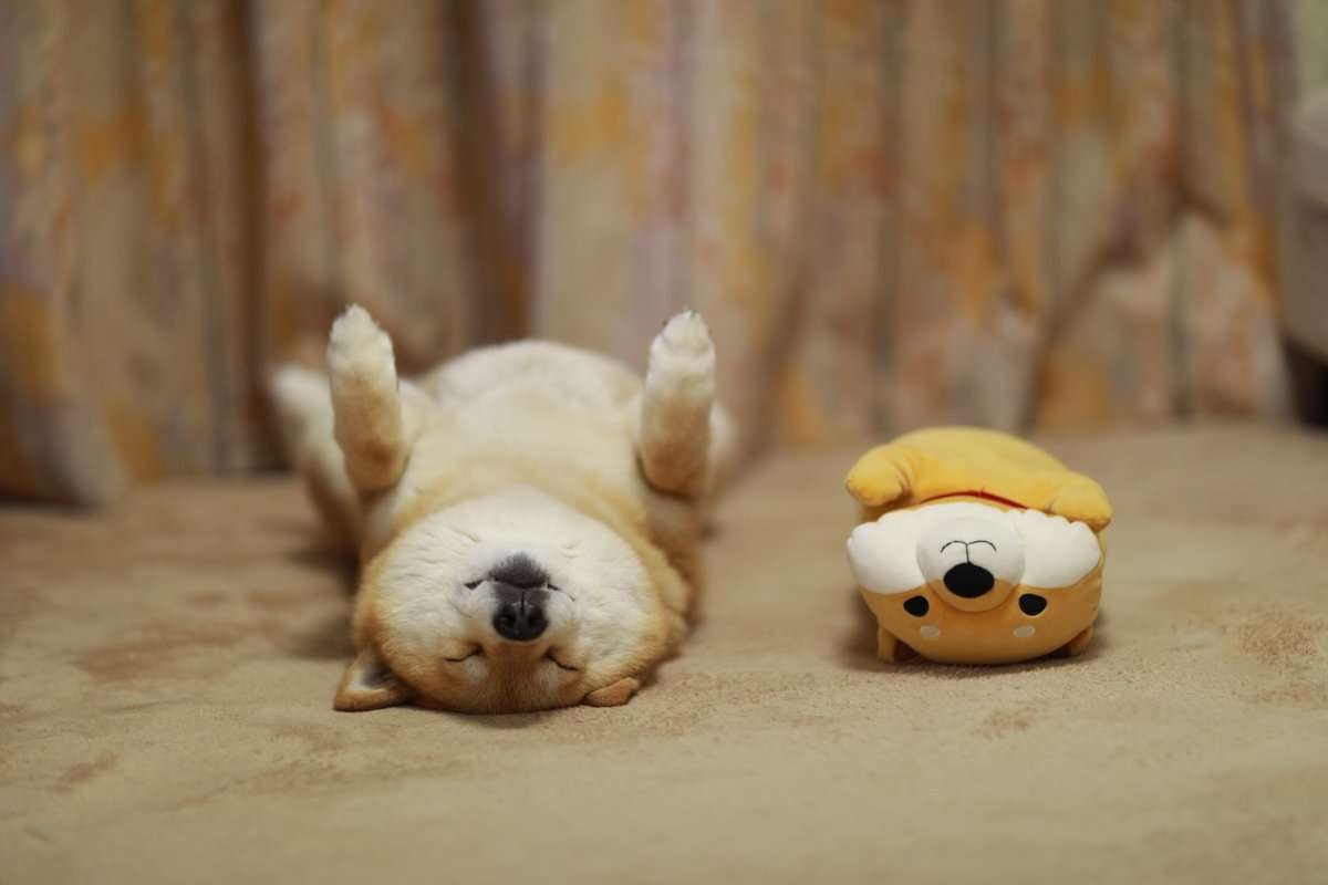 【画像】仰向けの猫・犬
