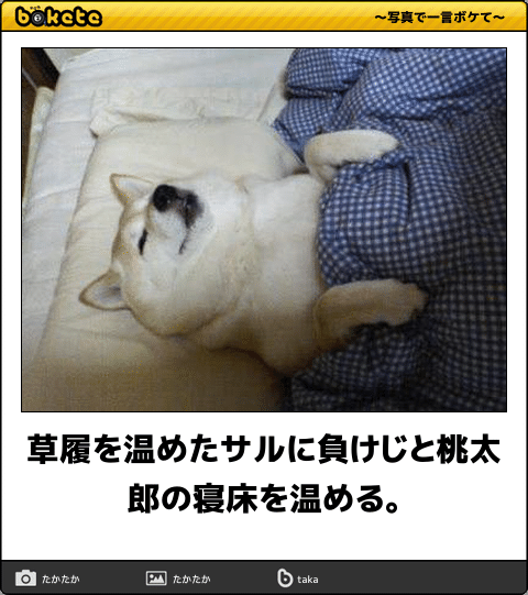 【画像】仰向けの猫・犬