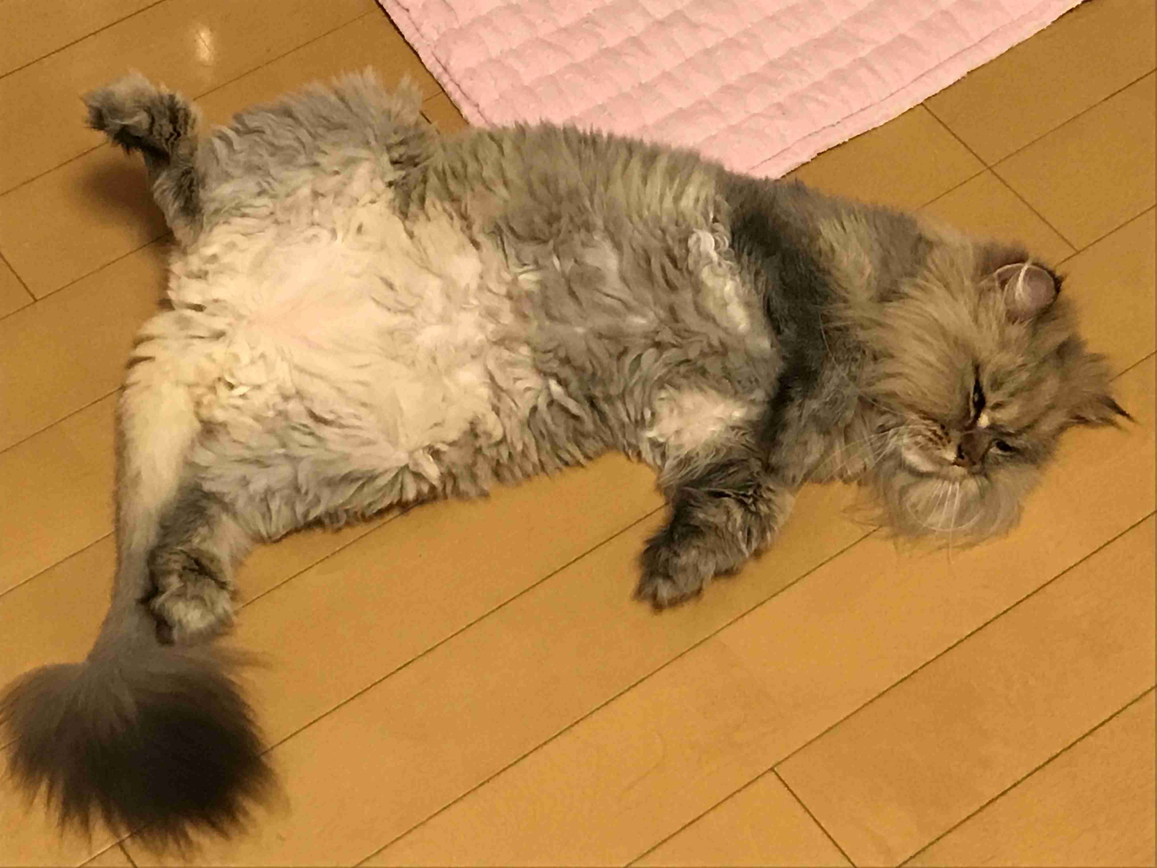 【画像】仰向けの猫・犬