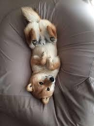 【画像】仰向けの猫・犬