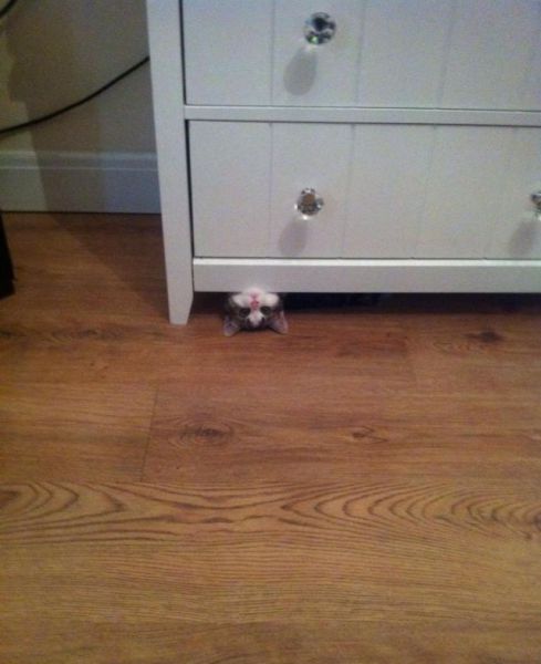 【画像】仰向けの猫・犬