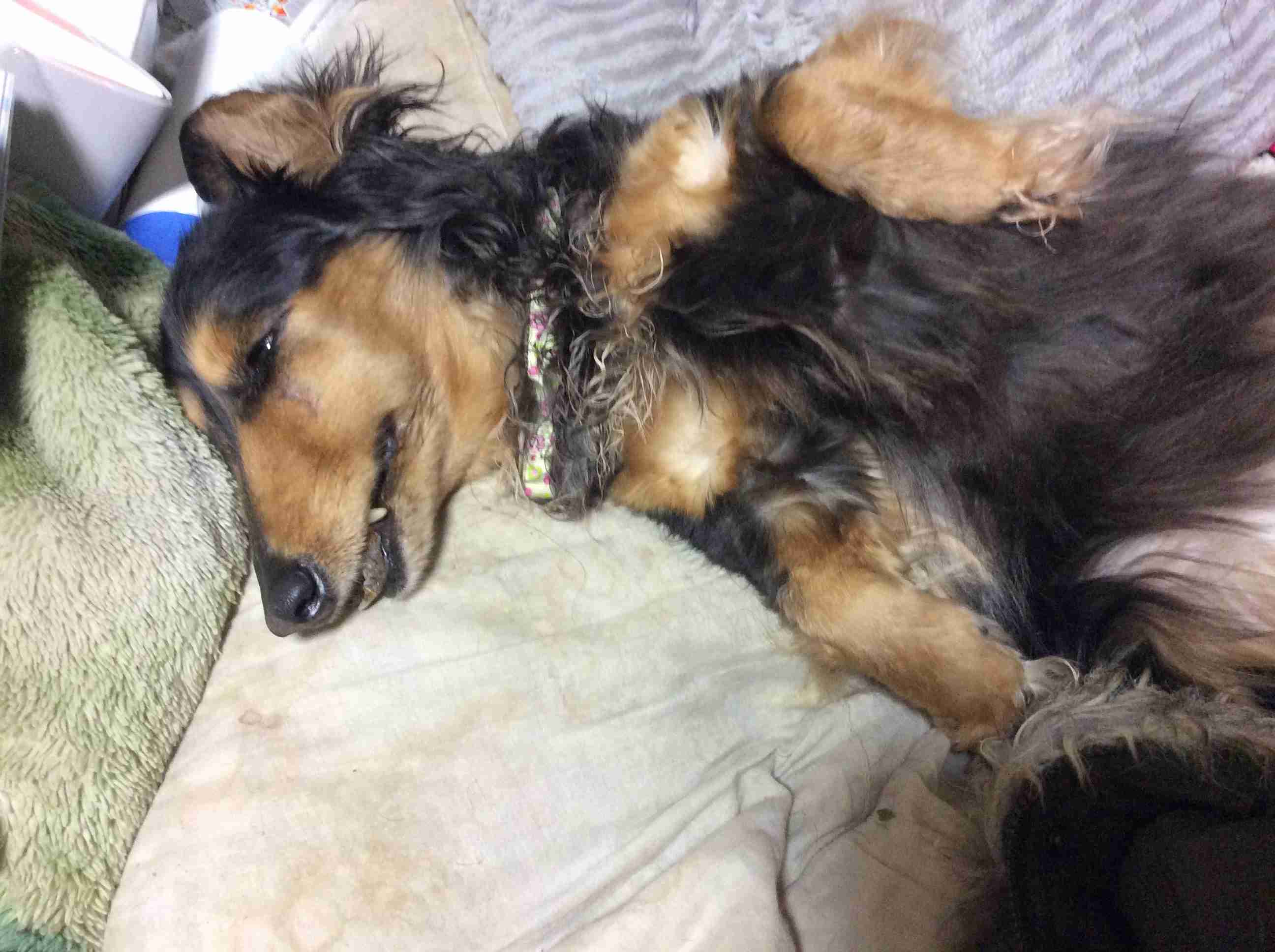 【画像】仰向けの猫・犬