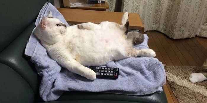【画像】仰向けの猫・犬