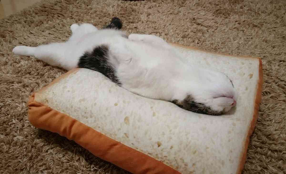 【画像】仰向けの猫・犬