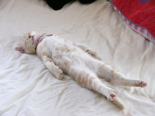 【画像】仰向けの猫・犬
