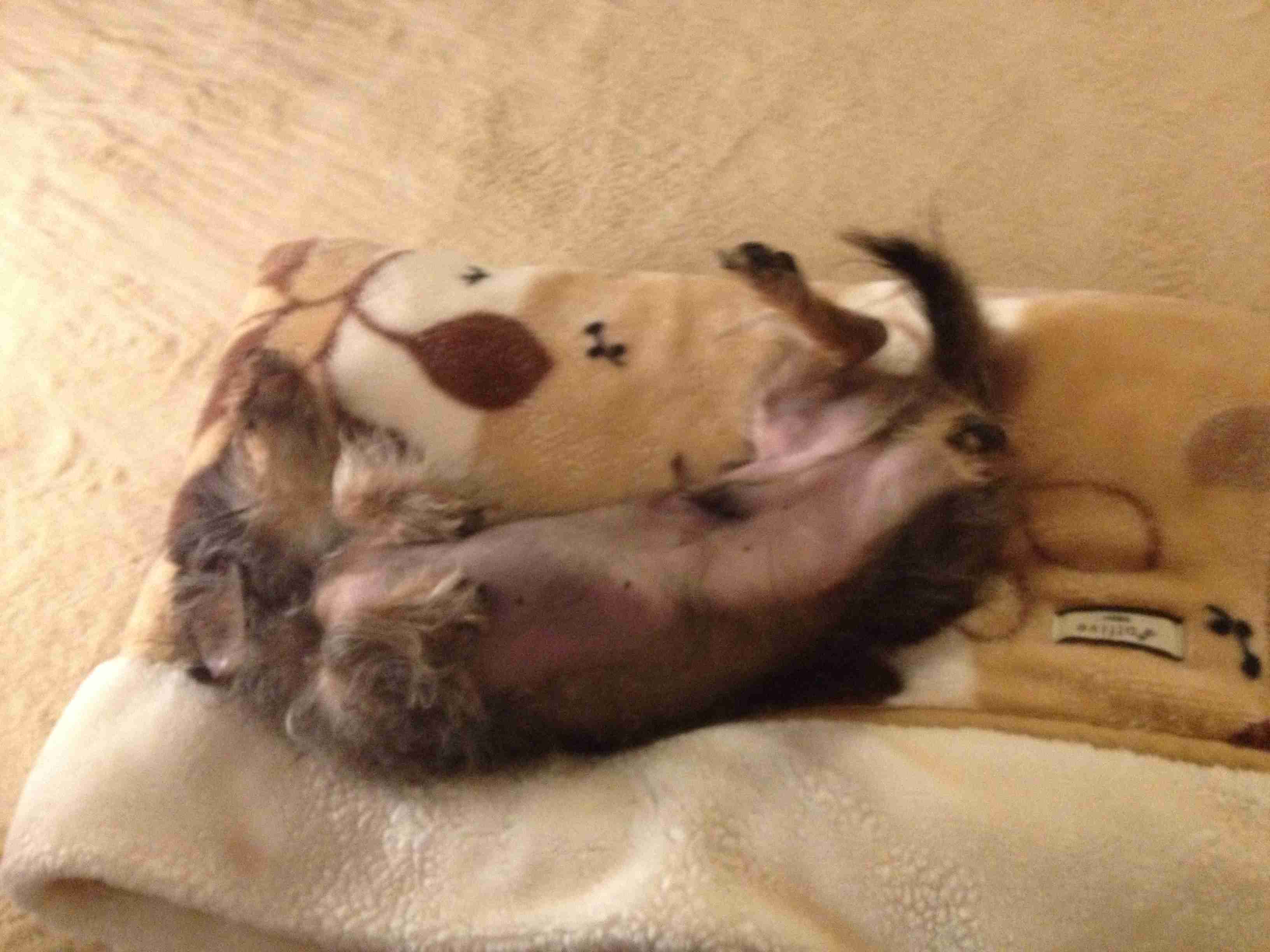 【画像】仰向けの猫・犬