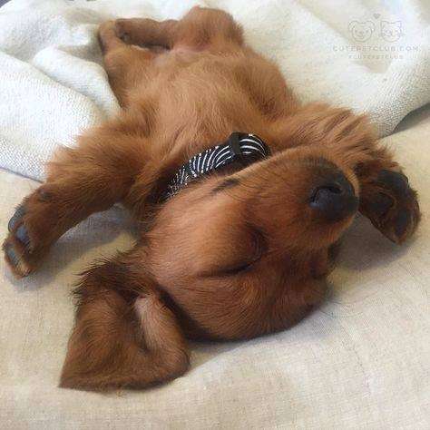 【画像】仰向けの猫・犬