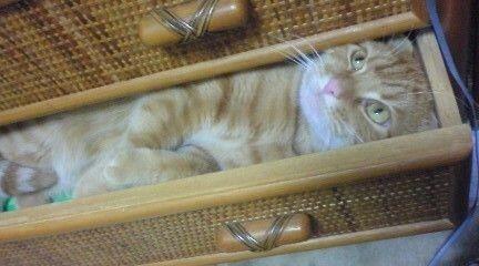 【画像】仰向けの猫・犬