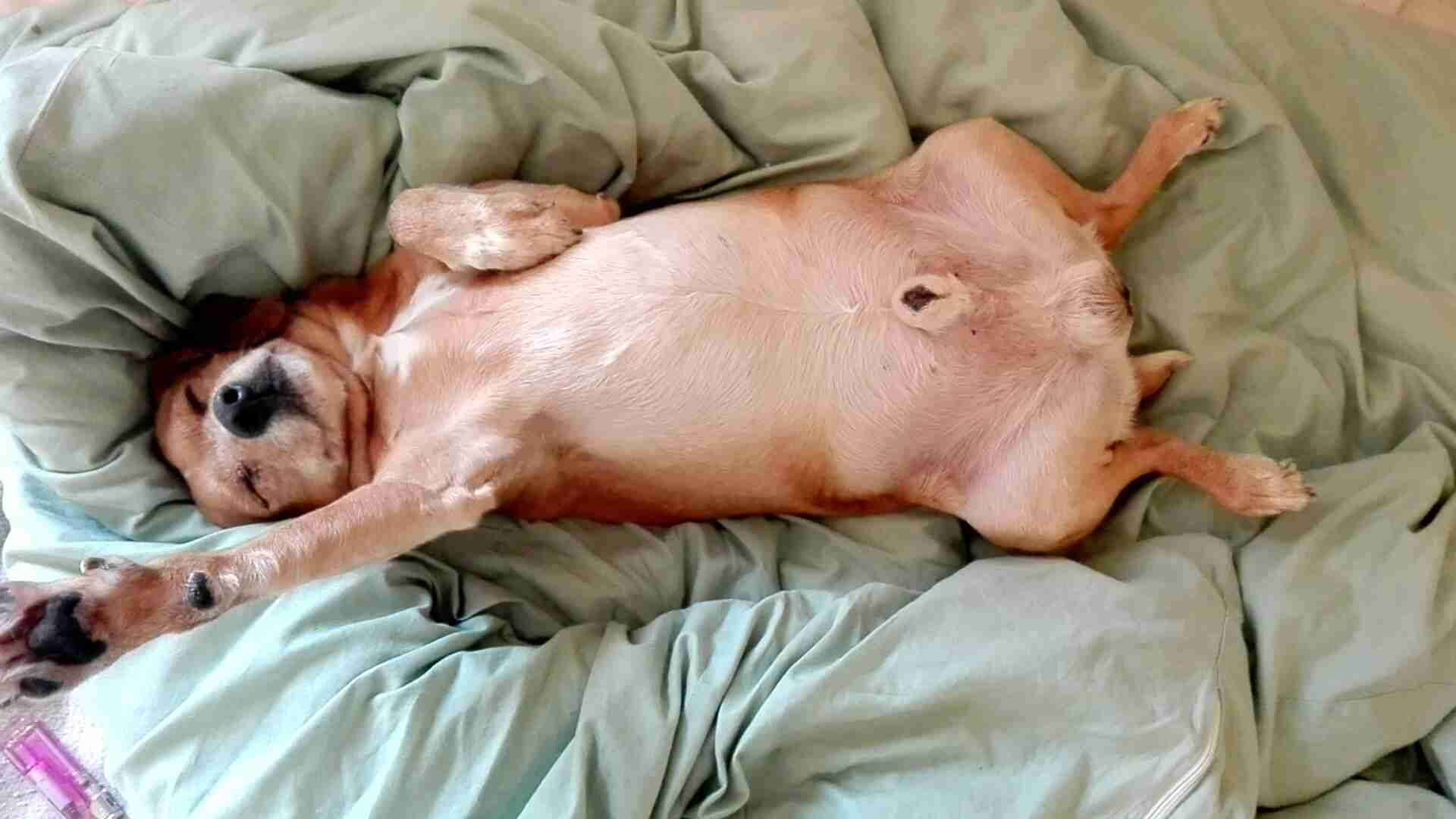 【画像】仰向けの猫・犬