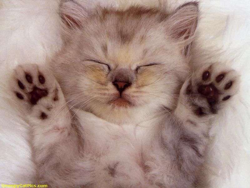 【画像】仰向けの猫・犬