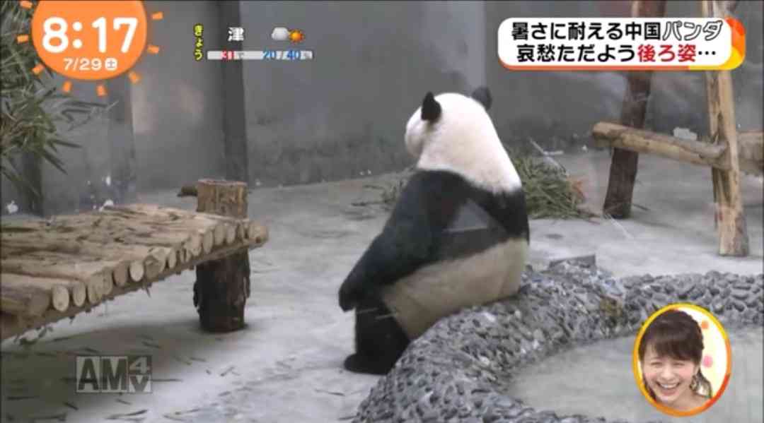 パンダに翻弄されるトピ