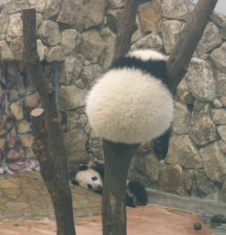パンダに翻弄されるトピ