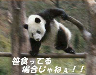パンダに翻弄されるトピ
