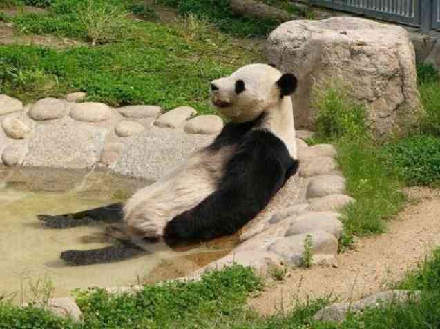 パンダに翻弄されるトピ