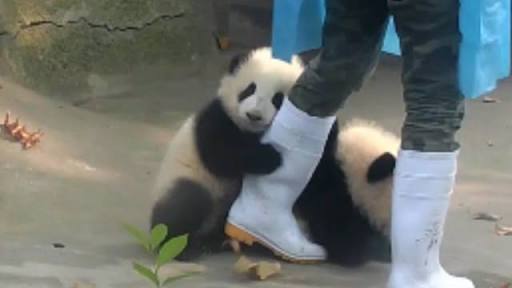 パンダに翻弄されるトピ