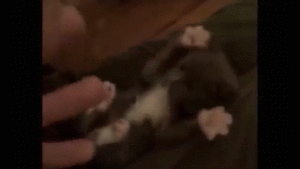 猫のgif画像を集めよう