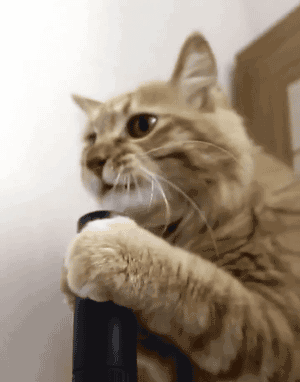 猫のgif画像を集めよう