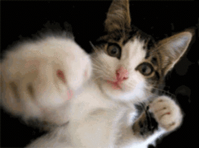 猫のgif画像を集めよう