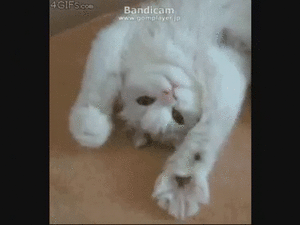 猫のgif画像を集めよう
