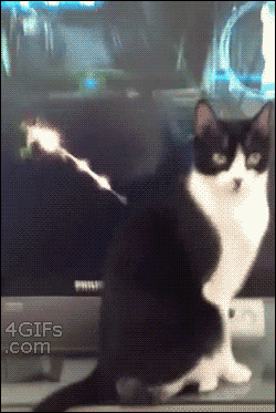猫のgif画像を集めよう