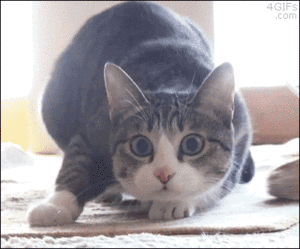 猫のgif画像を集めよう