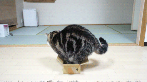 猫のgif画像を集めよう