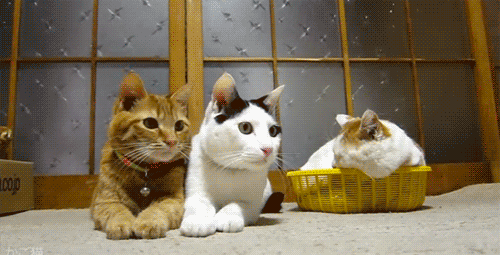猫のgif画像を集めよう
