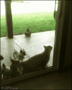 猫のgif画像を集めよう